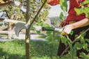 4000815618 - Detailbild_Machete PROFILINE 945 L.570mm G.450g FREUND VICTORIA